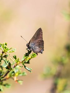 Preview wallpaper butterfly, insect, branches, leaves, macro