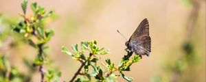 Preview wallpaper butterfly, insect, branches, leaves, macro