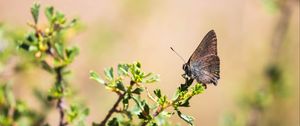 Preview wallpaper butterfly, insect, branches, leaves, macro