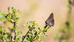 Preview wallpaper butterfly, insect, branches, leaves, macro