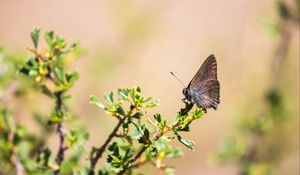 Preview wallpaper butterfly, insect, branches, leaves, macro