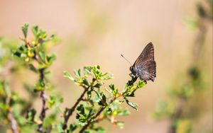 Preview wallpaper butterfly, insect, branches, leaves, macro