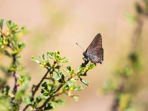 Preview wallpaper butterfly, insect, branches, leaves, macro