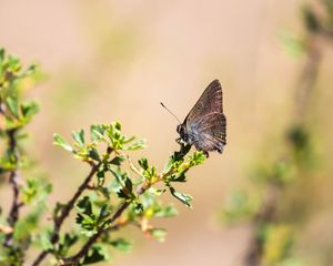 Preview wallpaper butterfly, insect, branches, leaves, macro