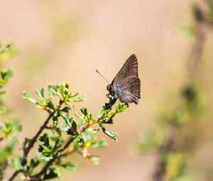 Preview wallpaper butterfly, insect, branches, leaves, macro