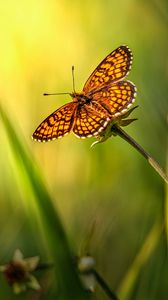 Preview wallpaper butterfly, insect, brown, grass, macro