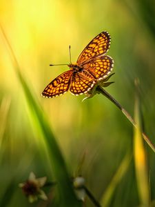 Preview wallpaper butterfly, insect, brown, grass, macro