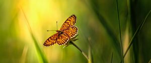 Preview wallpaper butterfly, insect, brown, grass, macro