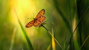 Preview wallpaper butterfly, insect, brown, grass, macro