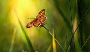 Preview wallpaper butterfly, insect, brown, grass, macro