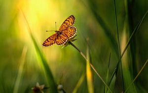 Preview wallpaper butterfly, insect, brown, grass, macro