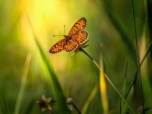 Preview wallpaper butterfly, insect, brown, grass, macro