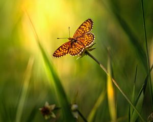 Preview wallpaper butterfly, insect, brown, grass, macro