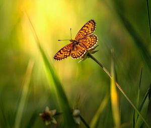 Preview wallpaper butterfly, insect, brown, grass, macro