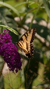 Preview wallpaper butterfly, insect, brown, flowers