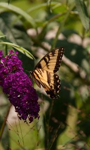 Preview wallpaper butterfly, insect, brown, flowers