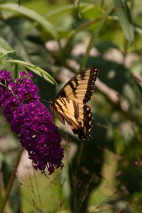 Preview wallpaper butterfly, insect, brown, flowers