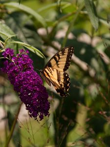 Preview wallpaper butterfly, insect, brown, flowers