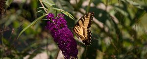 Preview wallpaper butterfly, insect, brown, flowers