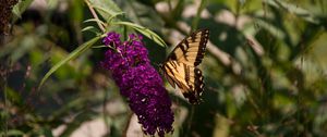 Preview wallpaper butterfly, insect, brown, flowers