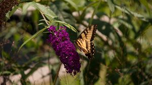 Preview wallpaper butterfly, insect, brown, flowers