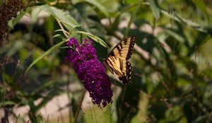 Preview wallpaper butterfly, insect, brown, flowers