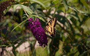 Preview wallpaper butterfly, insect, brown, flowers