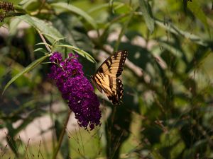 Preview wallpaper butterfly, insect, brown, flowers