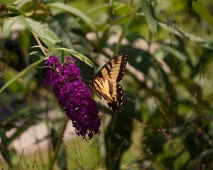 Preview wallpaper butterfly, insect, brown, flowers