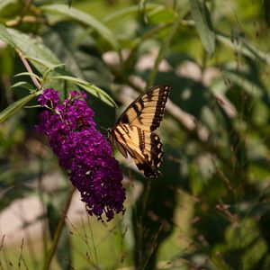 Preview wallpaper butterfly, insect, brown, flowers