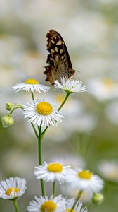 Preview wallpaper butterfly, insect, chamomile, flowers, macro