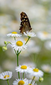 Preview wallpaper butterfly, insect, chamomile, flowers, macro