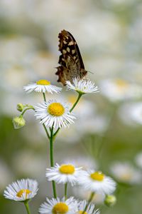 Preview wallpaper butterfly, insect, chamomile, flowers, macro