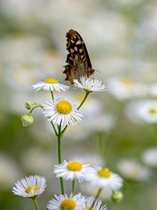 Preview wallpaper butterfly, insect, chamomile, flowers, macro