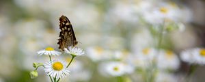 Preview wallpaper butterfly, insect, chamomile, flowers, macro