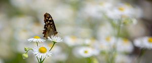 Preview wallpaper butterfly, insect, chamomile, flowers, macro