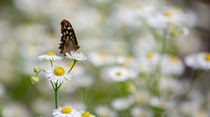 Preview wallpaper butterfly, insect, chamomile, flowers, macro