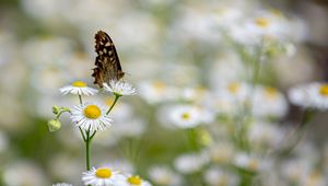 Preview wallpaper butterfly, insect, chamomile, flowers, macro