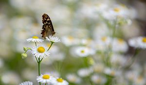 Preview wallpaper butterfly, insect, chamomile, flowers, macro