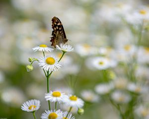 Preview wallpaper butterfly, insect, chamomile, flowers, macro