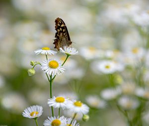 Preview wallpaper butterfly, insect, chamomile, flowers, macro