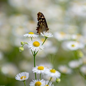 Preview wallpaper butterfly, insect, chamomile, flowers, macro