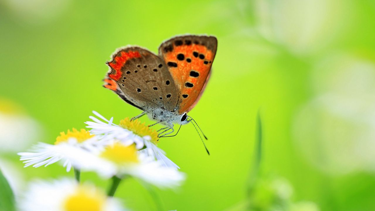 Wallpaper butterfly, insect, chamomile, green, meadow