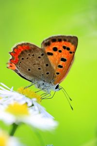 Preview wallpaper butterfly, insect, chamomile, green, meadow