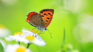 Preview wallpaper butterfly, insect, chamomile, green, meadow