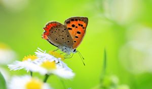 Preview wallpaper butterfly, insect, chamomile, green, meadow