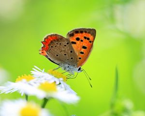 Preview wallpaper butterfly, insect, chamomile, green, meadow