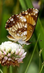 Preview wallpaper butterfly, insect, clover, plant, macro