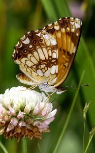 Preview wallpaper butterfly, insect, clover, plant, macro