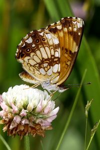 Preview wallpaper butterfly, insect, clover, plant, macro
